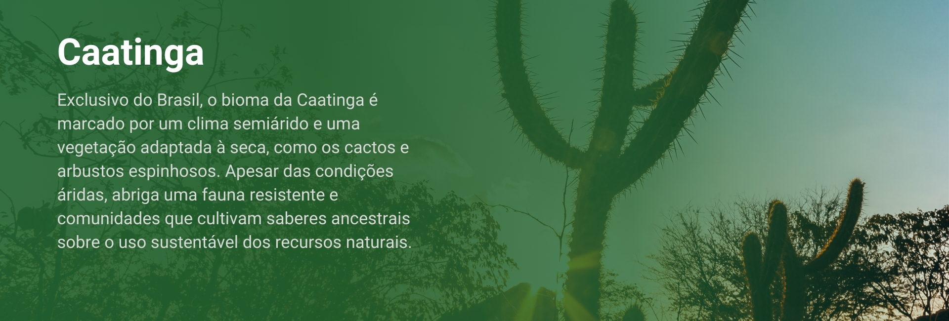 caatinga
